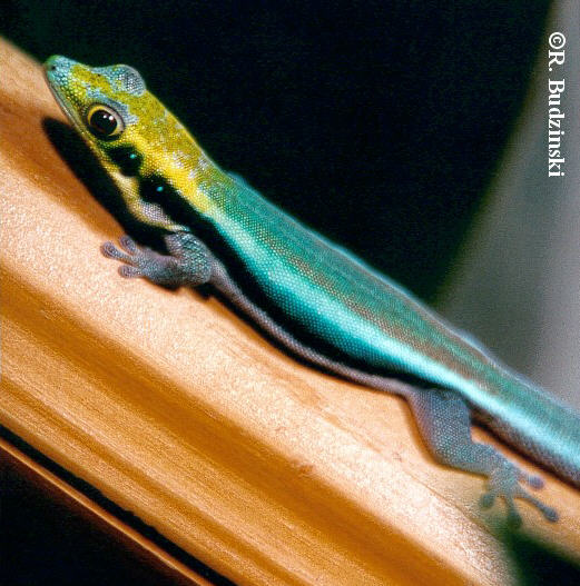 Phelsuma klemmeri | IG Phelsuma